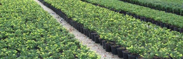 RASADNICI PODGORICA CRNA GORA